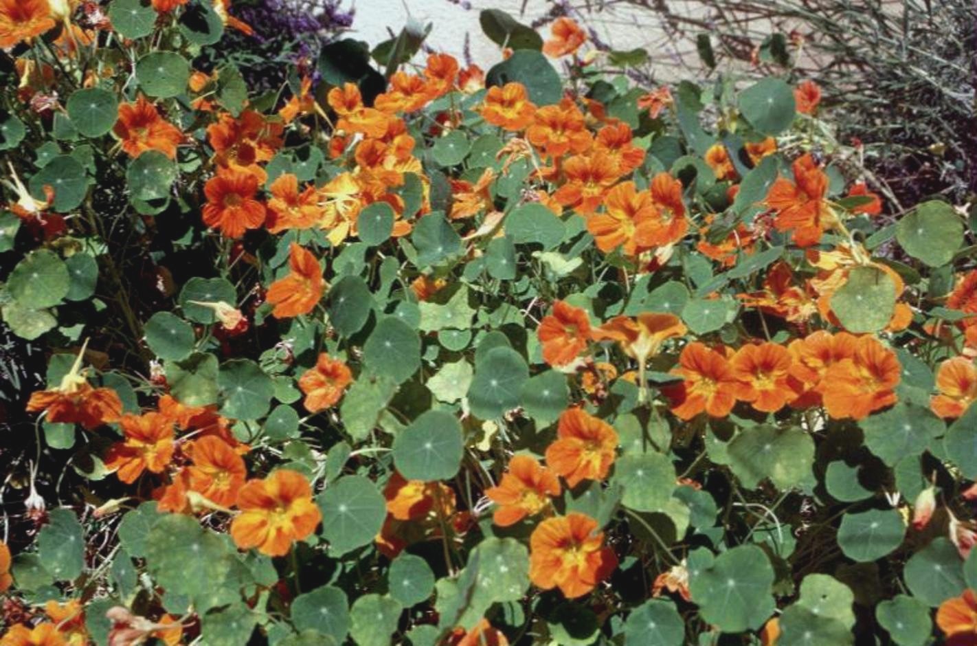 Online Plant Guide Tropaeolum majus / Nasturtium